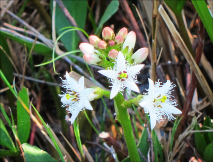 Adirondack Wildflowers:  Buckbean on Barnum Bog at the Paul Smiths VIC